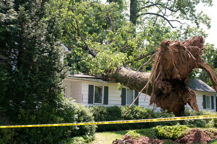 A large uprooted tree lays across a home. The roof is heavily damaged. Emergency roof repairs by Spring Hill Roofers. 